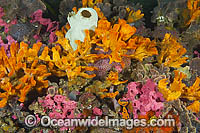 Sponges Tunicates and Bryozoans on Pylon Photo - Gary Bell