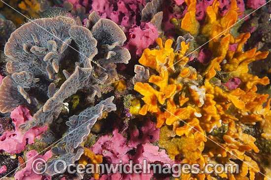 Sponges and Bryozoans on Jetty Pylon photo