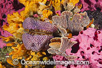 Temperate Reef South Australia Photo - Gary Bell