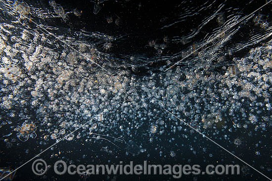 Plankton Underwater photo