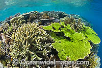 Underwater Coral Reef Photo - Gary Bell