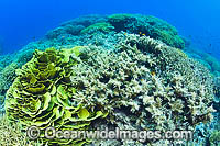 Milne Bay Coral Reef Photo - Gary Bell