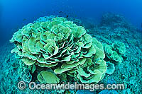 Coral Reef Seascape Photo - Gary Bell