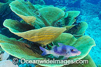 Cabbage Coral Reef Photo - Gary Bell