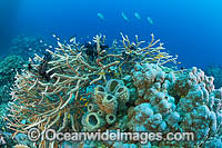 Underwater Coral Reef Seascape Photo - Gary Bell