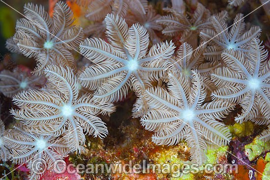 Fern Coral detail photo