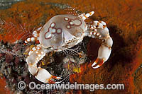 Pebble Crab Photo - Gary Bell