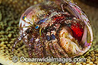 Hermit Crab Photo - Gary Bell
