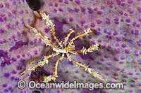 Spider Crab on Elephant Ear Sponge Photo - Gary Bell