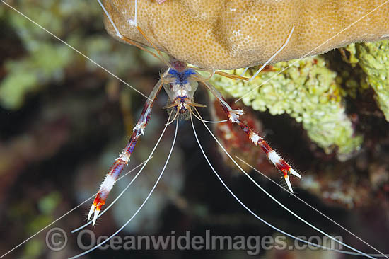 Shrimp prepares to shed shell photo