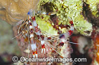 Shrimp emerges from shell Photo - Gary Bell
