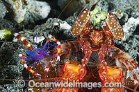 Boxer Shrimp and Mantis Shrimp in burrow Photo - Gary Bell