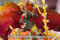 Severns Seahorse Hippocampus severnsi Photo - Gary Bell