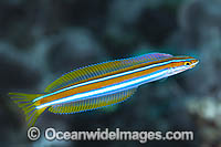Blue-lined Sabretooth Blenny Photo - Gary Bell