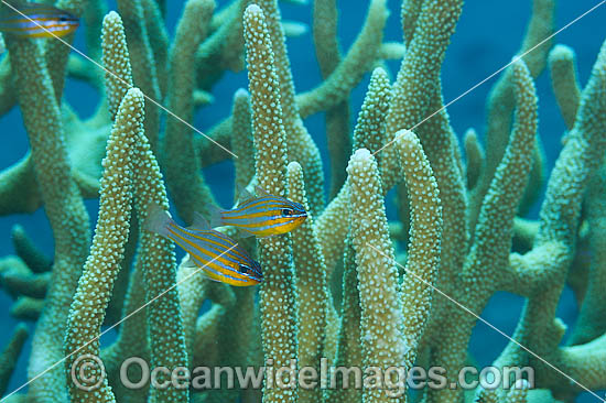 Blue-lined Cardinalfish photo