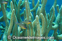 Blue-lined Cardinalfish Photo - Gary Bell