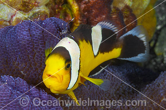Panda Clownfish Amphiprion polymnus photo
