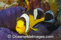 Panda Clownfish Amphiprion polymnus Photo - Gary Bell