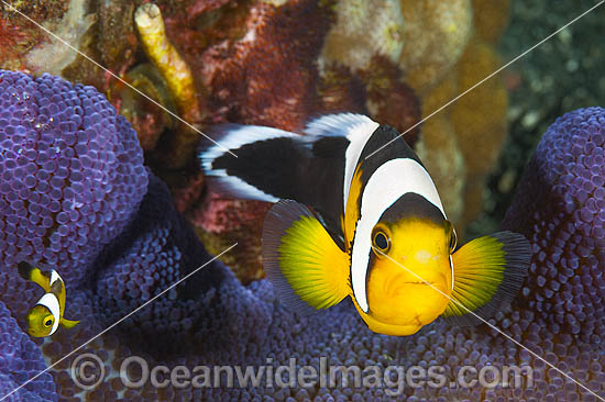 Panda Clownfish Amphiprion polymnus photo