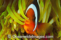 Clark's Anemonefish Photo - Gary Bell