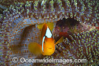 White-bonnet Anemonefish Photo - Gary Bell