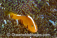 Orange Anemonefish Amphiprion sandaracinos Photo - Gary Bell