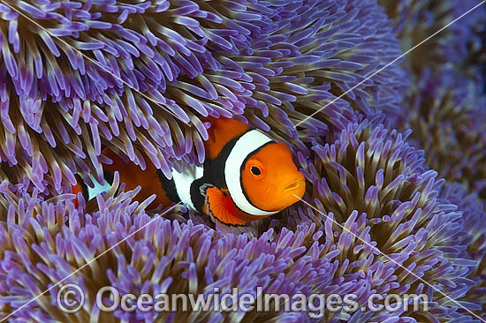 Eastern Clownfish Amphiprion percula photo