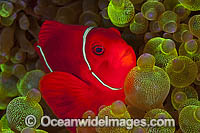 Spine-cheek Anemonefish Photo - Gary Bell