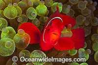 Spine-cheek Anemonefish in anemone Photo - Gary Bell