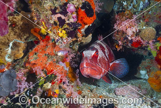 Footballer Trout and coral photo