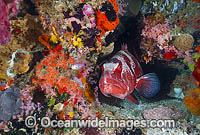 Footballer Trout and coral Photo - Gary Bell