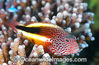 Freckled Hawkfish in coral Photo - Gary Bell