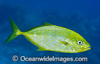 Gold-spotted Trevally Caranx bajad Photo - Gary Bell