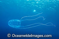 Irukandji Jellyfish Alatina mordens Photo - Gary Bell