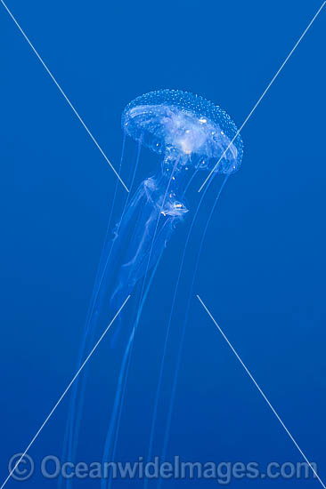 Jellyfish Pelagia noctiluca photo