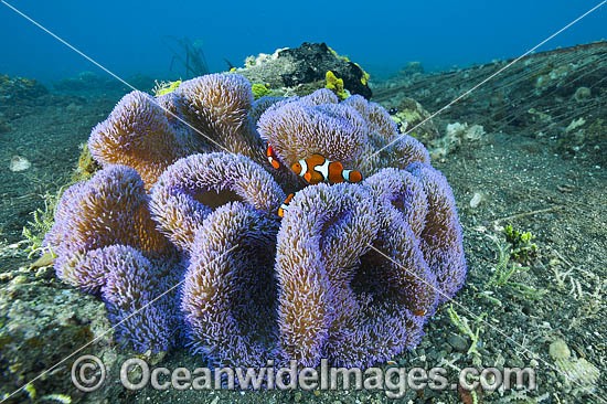 Clownfish in Sea Anemone photo
