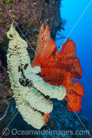 Vase Sponge and Sea Sponge photo