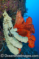 Vase Sponge and Sea Sponge Photo - Gary Bell