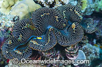 Giant Clam Photo - Gary Bell