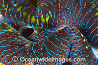Giant Clam mantle Photo - Gary Bell