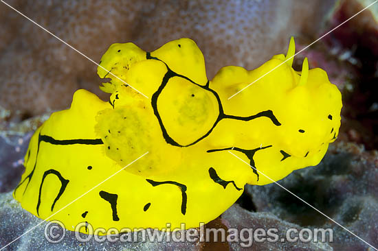 Nudibranch Melibe viridis photo