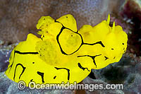 Nudibranch Melibe viridis Photo - Gary Bell
