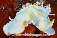 Nudibranch Ardeadoris egretta Photo - Gary Bell