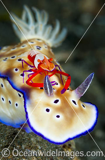 Nudibranch Risbecia tryoni photo