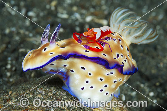 Nudibranch with Commensal Shrimp photo