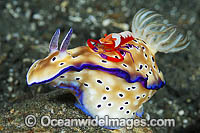 Nudibranch with Commensal Shrimp Photo - Gary Bell