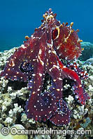 Reef Octopus Photo - Gary Bell