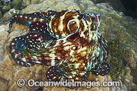 Reef Octopus Photo - Gary Bell