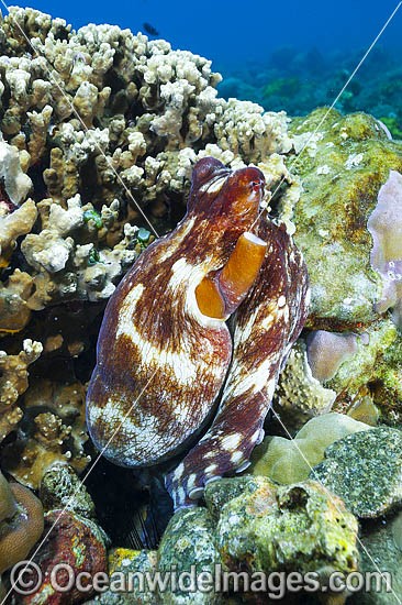 Reef Octopus at burrow entrance photo