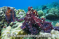 Reef Octopus mating pair Photo - Gary Bell